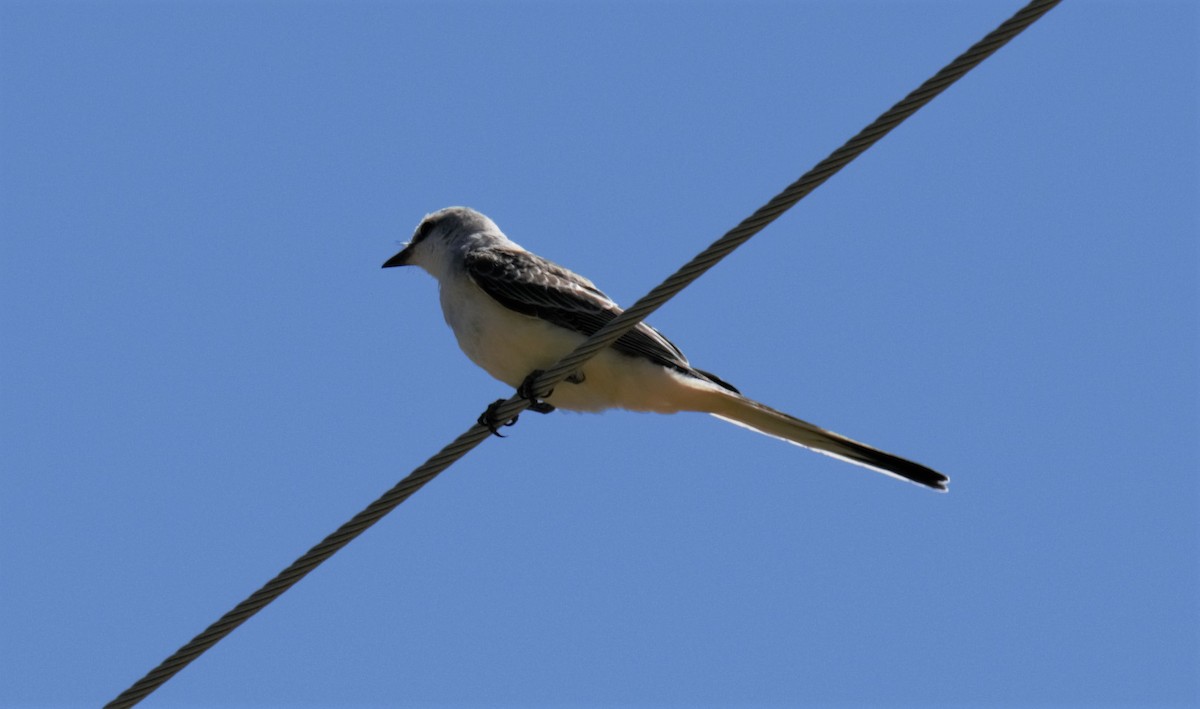 Scissor-tailed Flycatcher - ML260773081