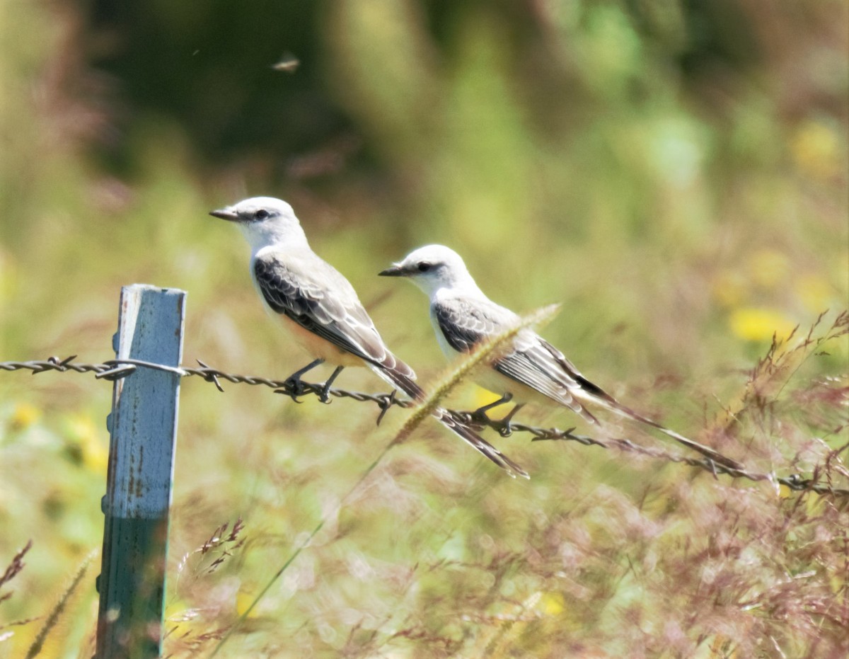 Scissor-tailed Flycatcher - ML260773131