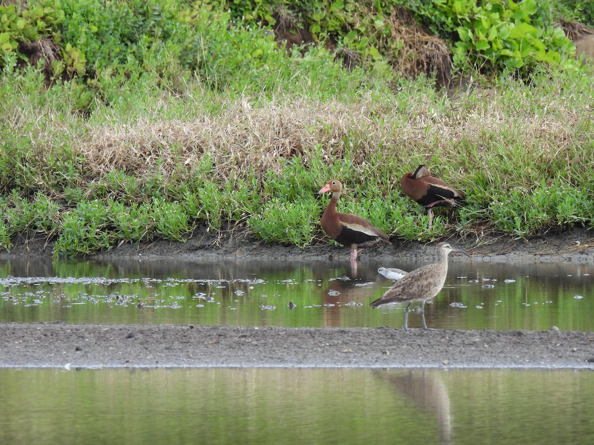 Black-bellied Whistling-Duck - ML260776201