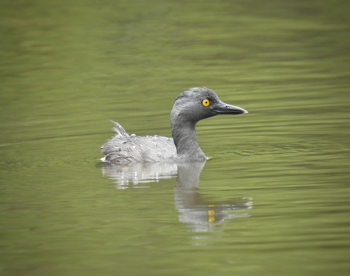 Least Grebe - Anonymous