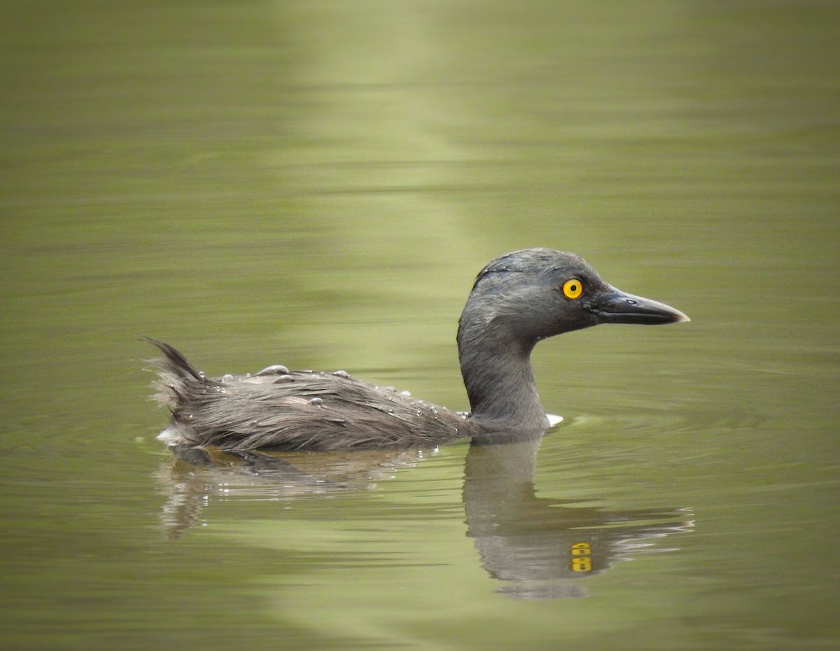Least Grebe - Anonymous