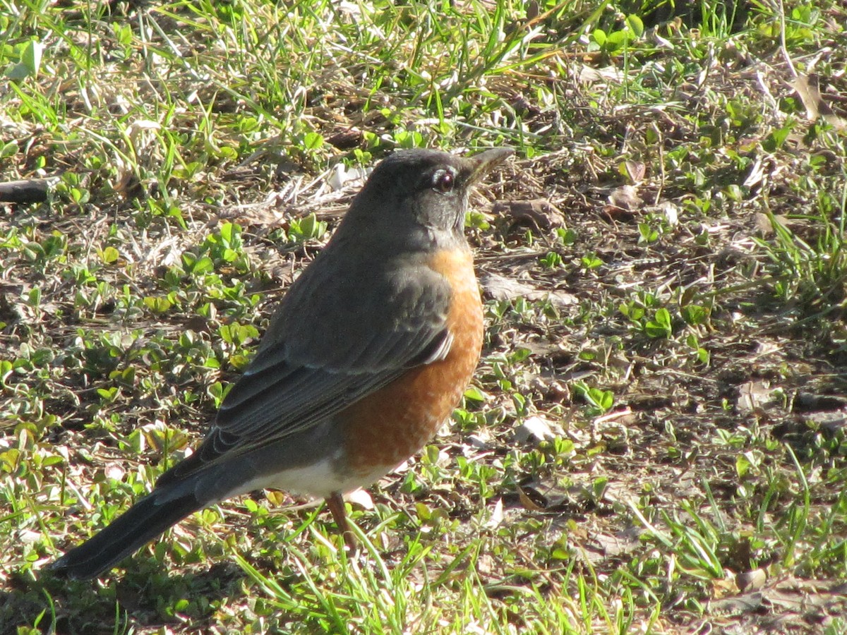 American Robin - ML26077721