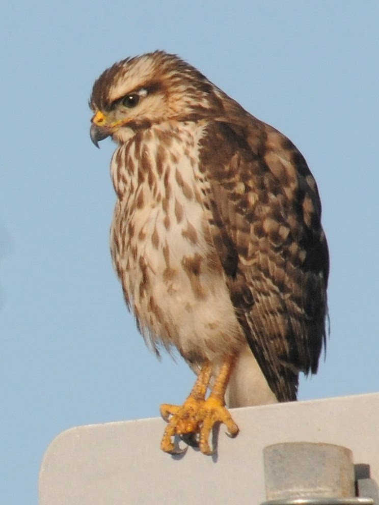 Gray Hawk - ML260779481