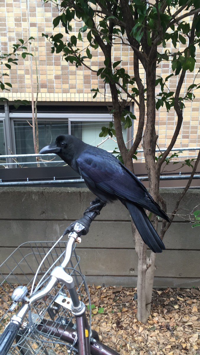 Large-billed Crow - ML260780341