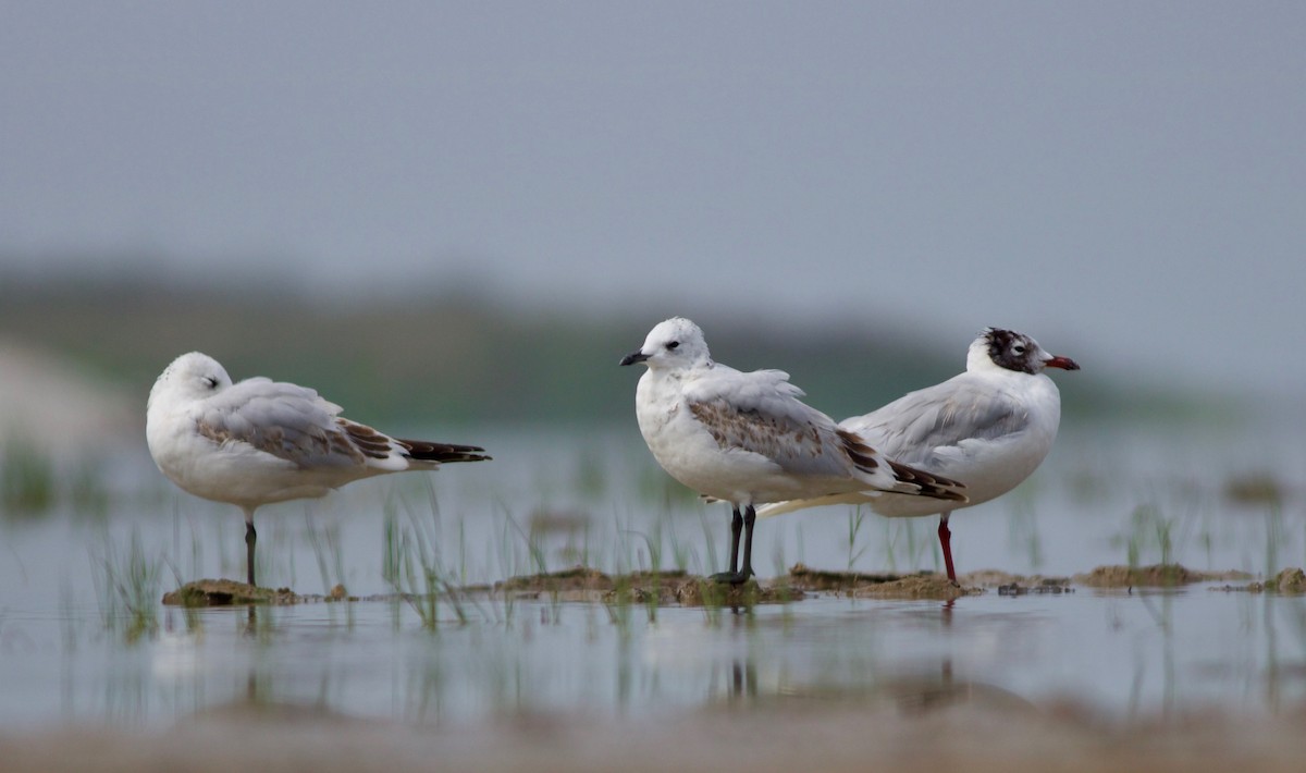 Relict Gull - ML260780991