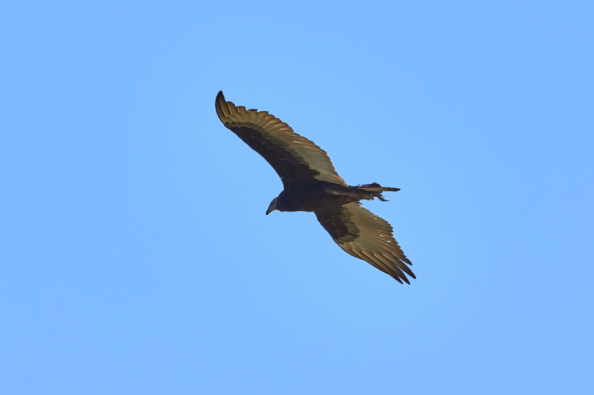 Turkey Vulture - ML260781071