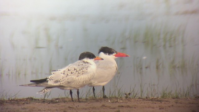 Caspian Tern - ML260781121