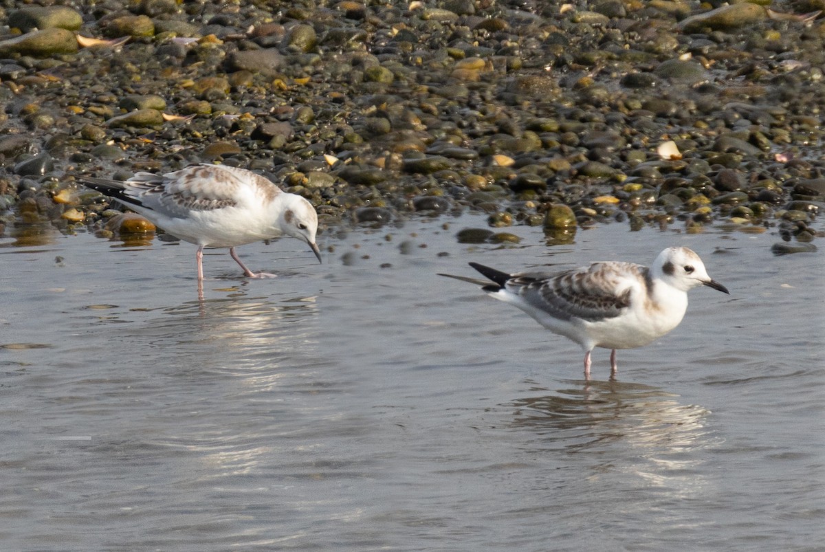 Bonaparte's Gull - David Hoar