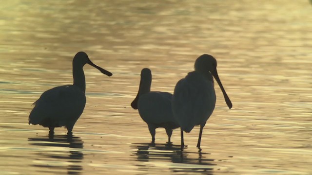 Eurasian Spoonbill - ML260782451