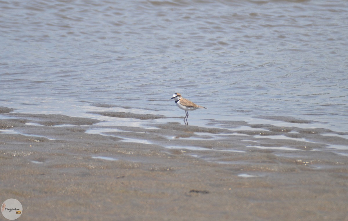 Collared Plover - ML260783601