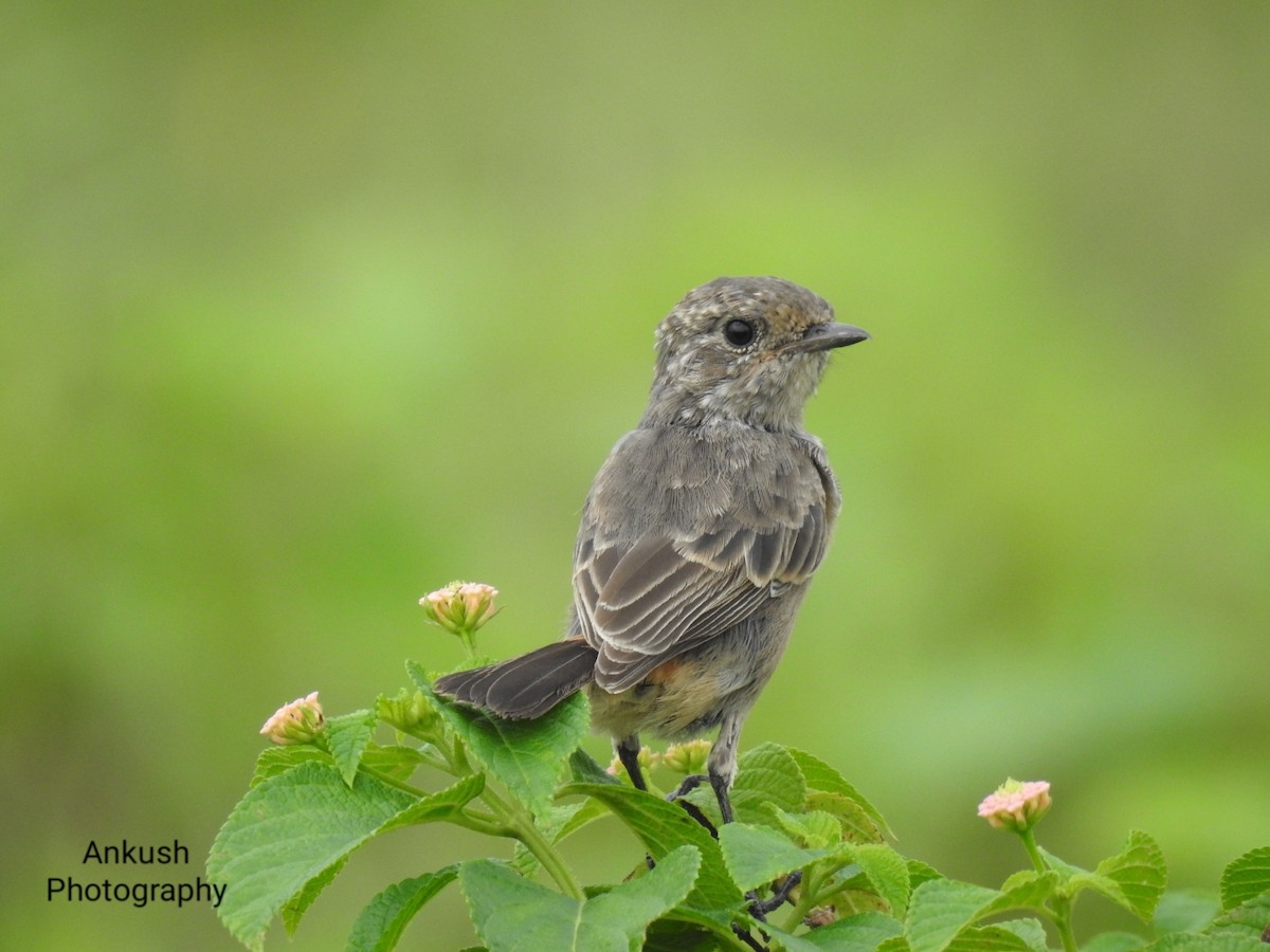 Pied Bushchat - ML260785571