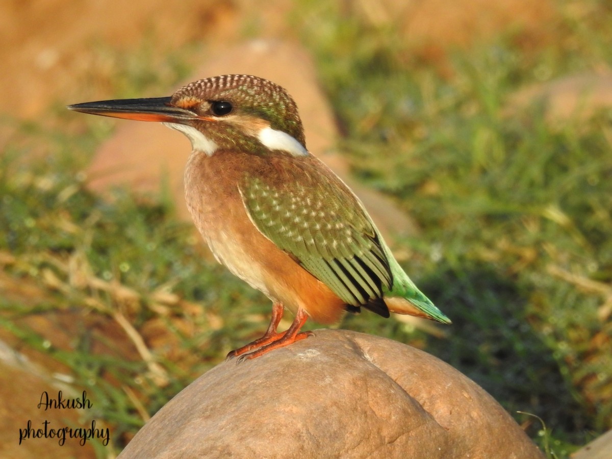 Common Kingfisher - ML260785581