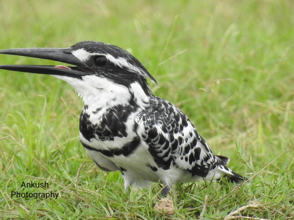 Pied Kingfisher - ML260785671