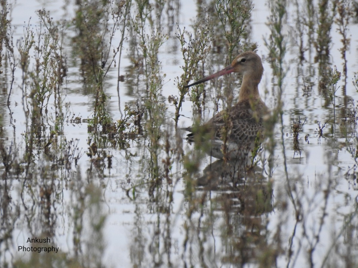 Black-tailed Godwit - ML260787641