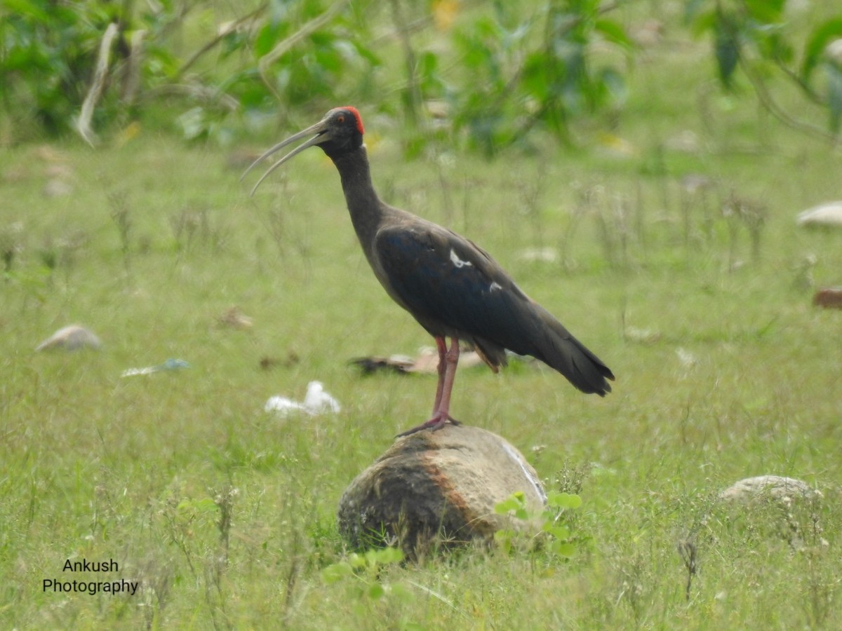 Red-naped Ibis - ML260787661