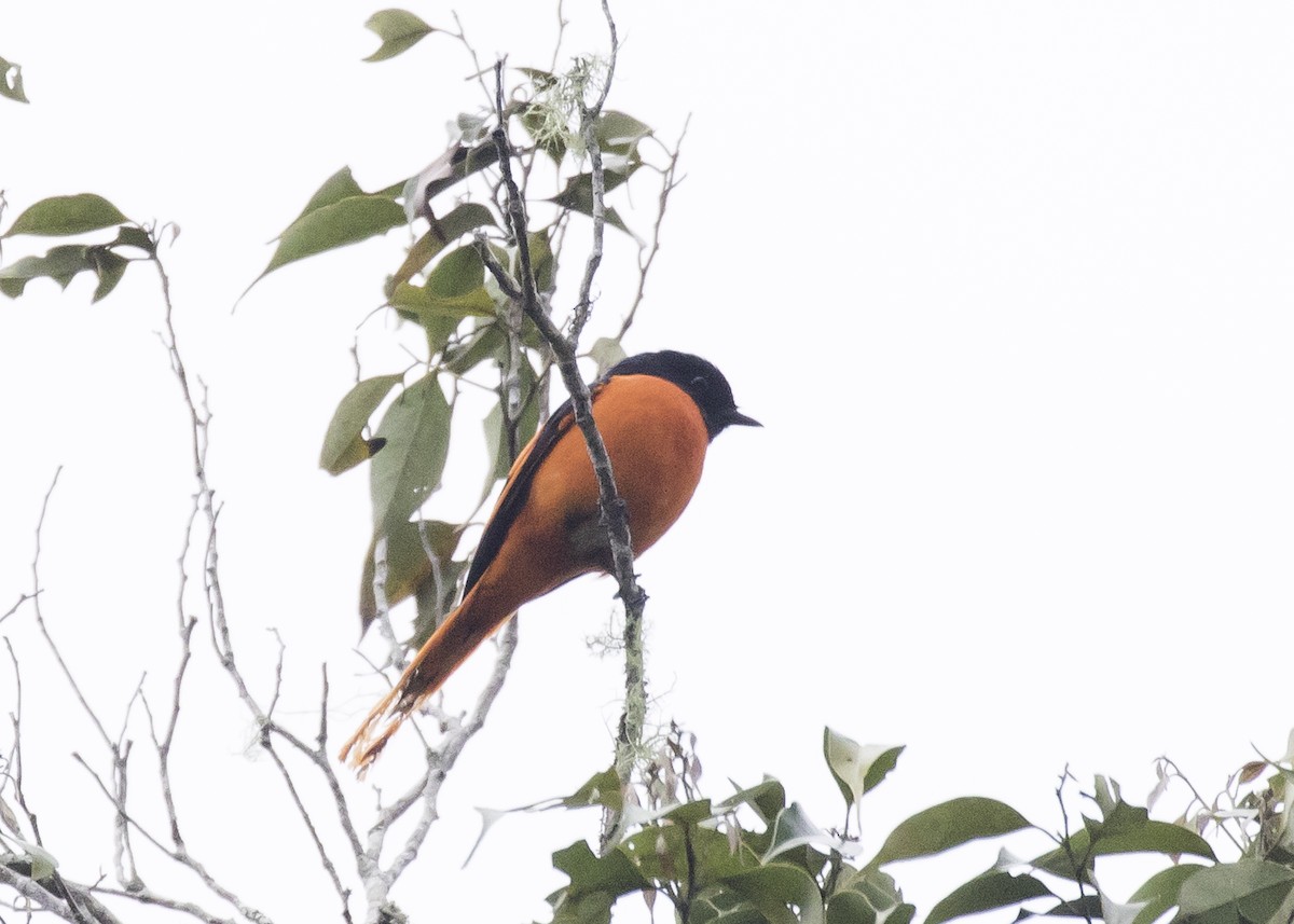 Gray-chinned Minivet - ML260789131