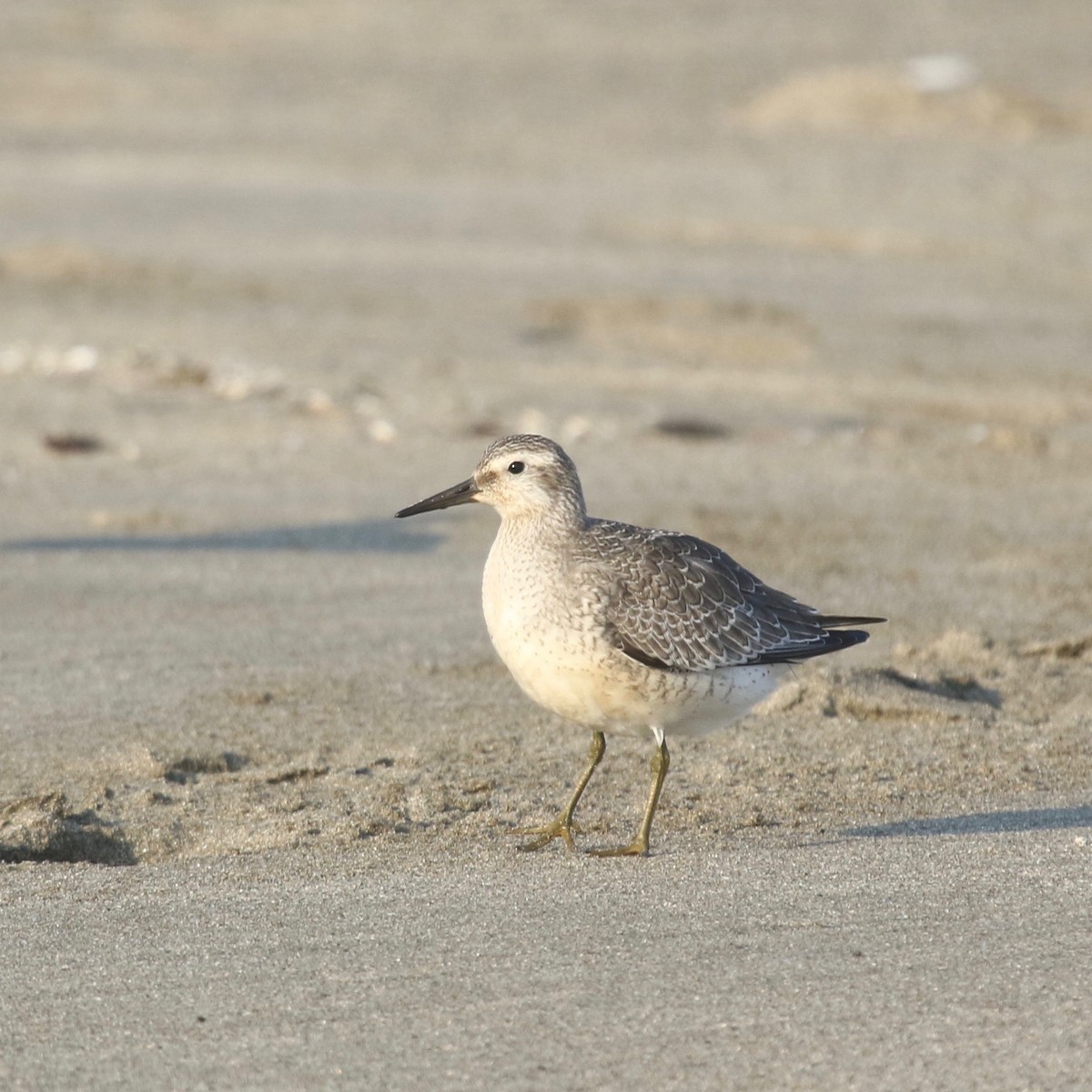 Red Knot - ML260789551