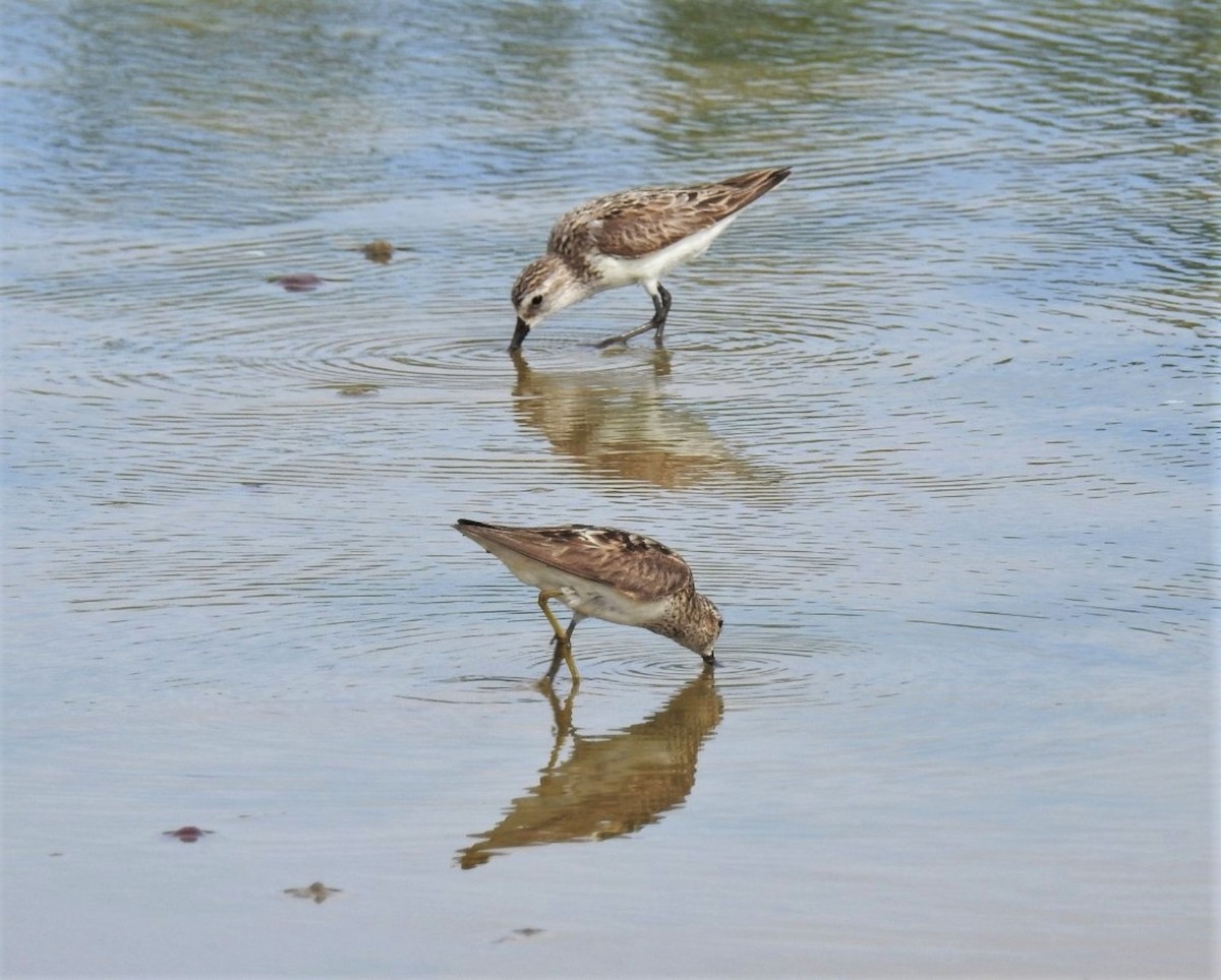 Semipalmated Sandpiper - ML260789761