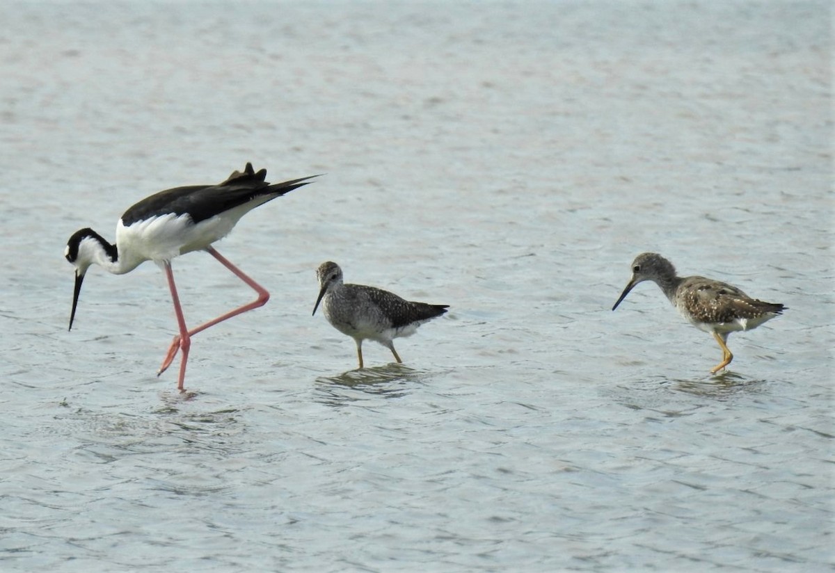 Greater Yellowlegs - ML260789811