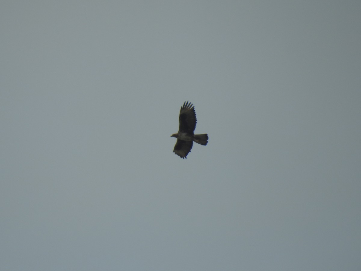 orel jestřábí - ML260789851