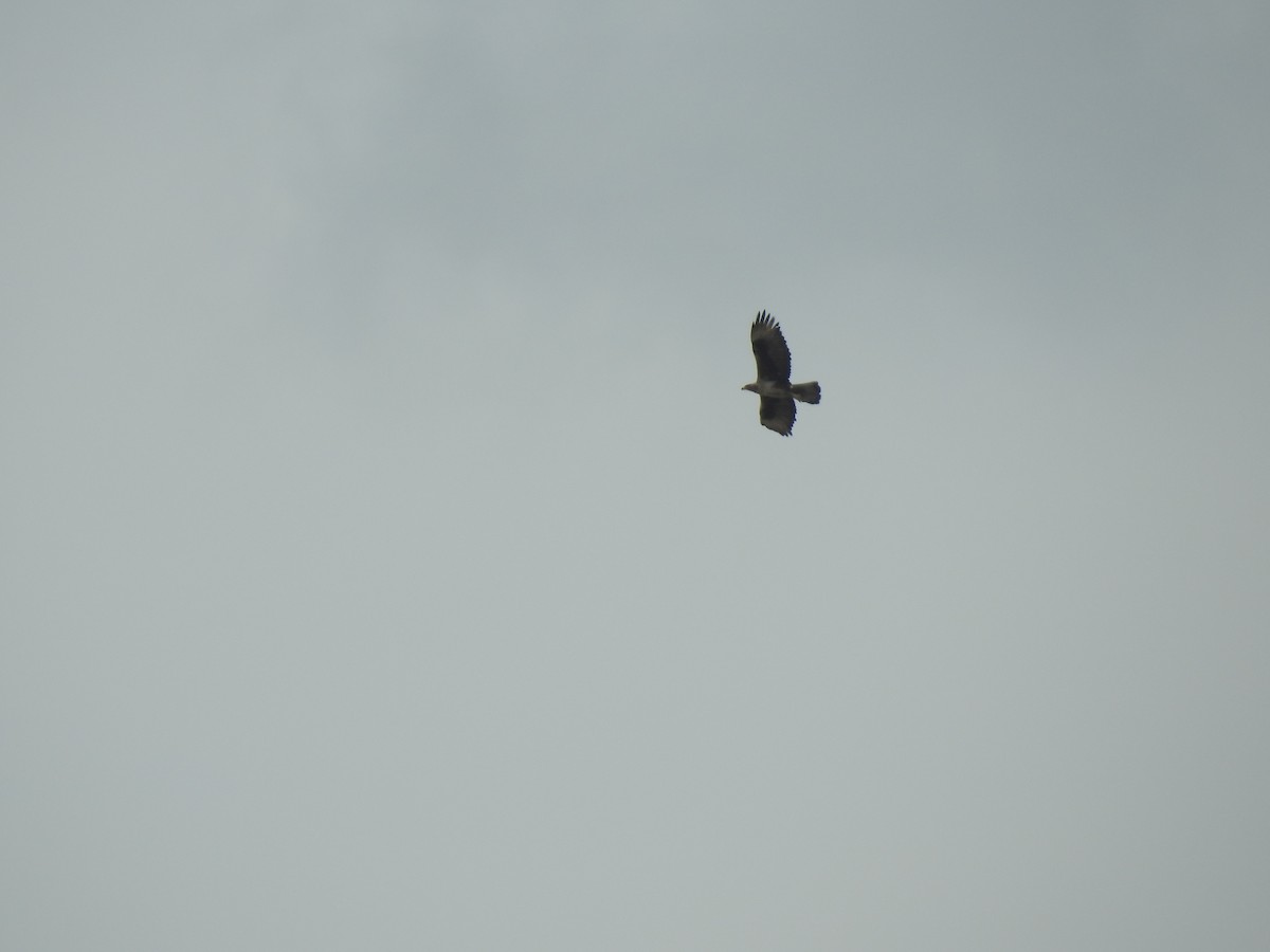 orel jestřábí - ML260789961