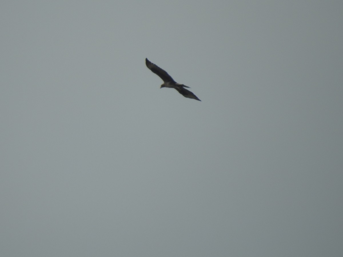 orel jestřábí - ML260789971