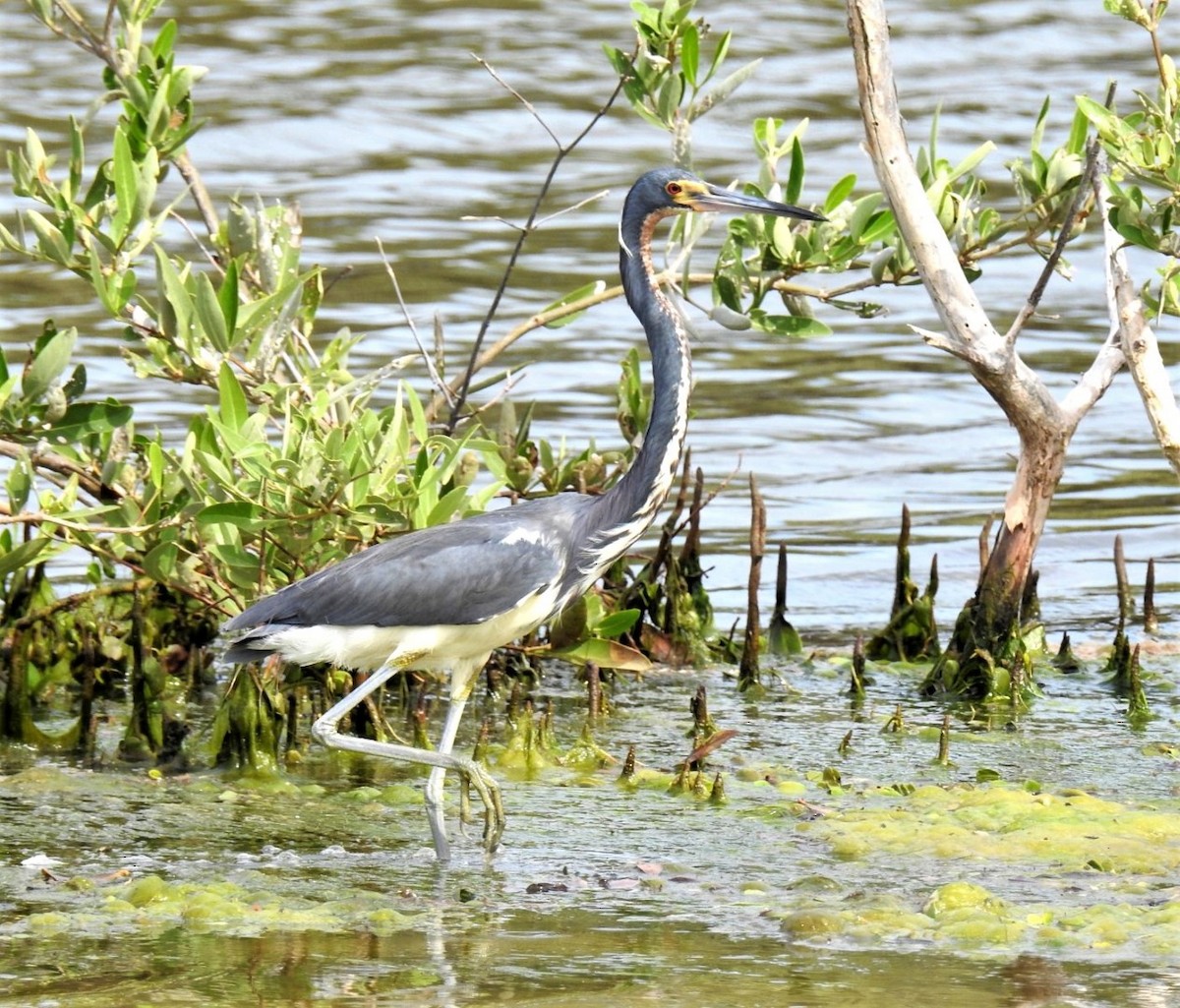 Tricolored Heron - Sara Gravatt-Wimsatt