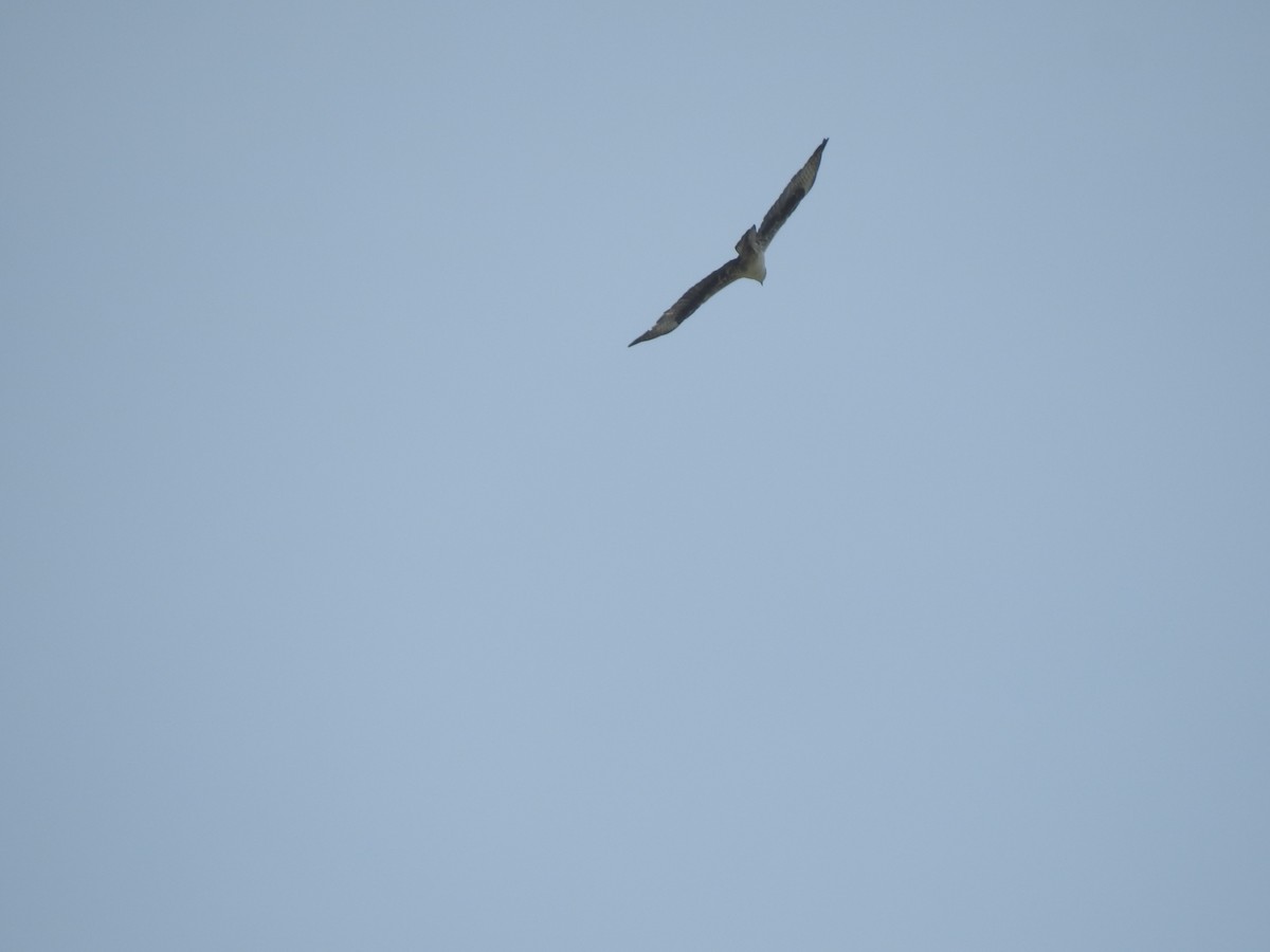 orel jestřábí - ML260790051