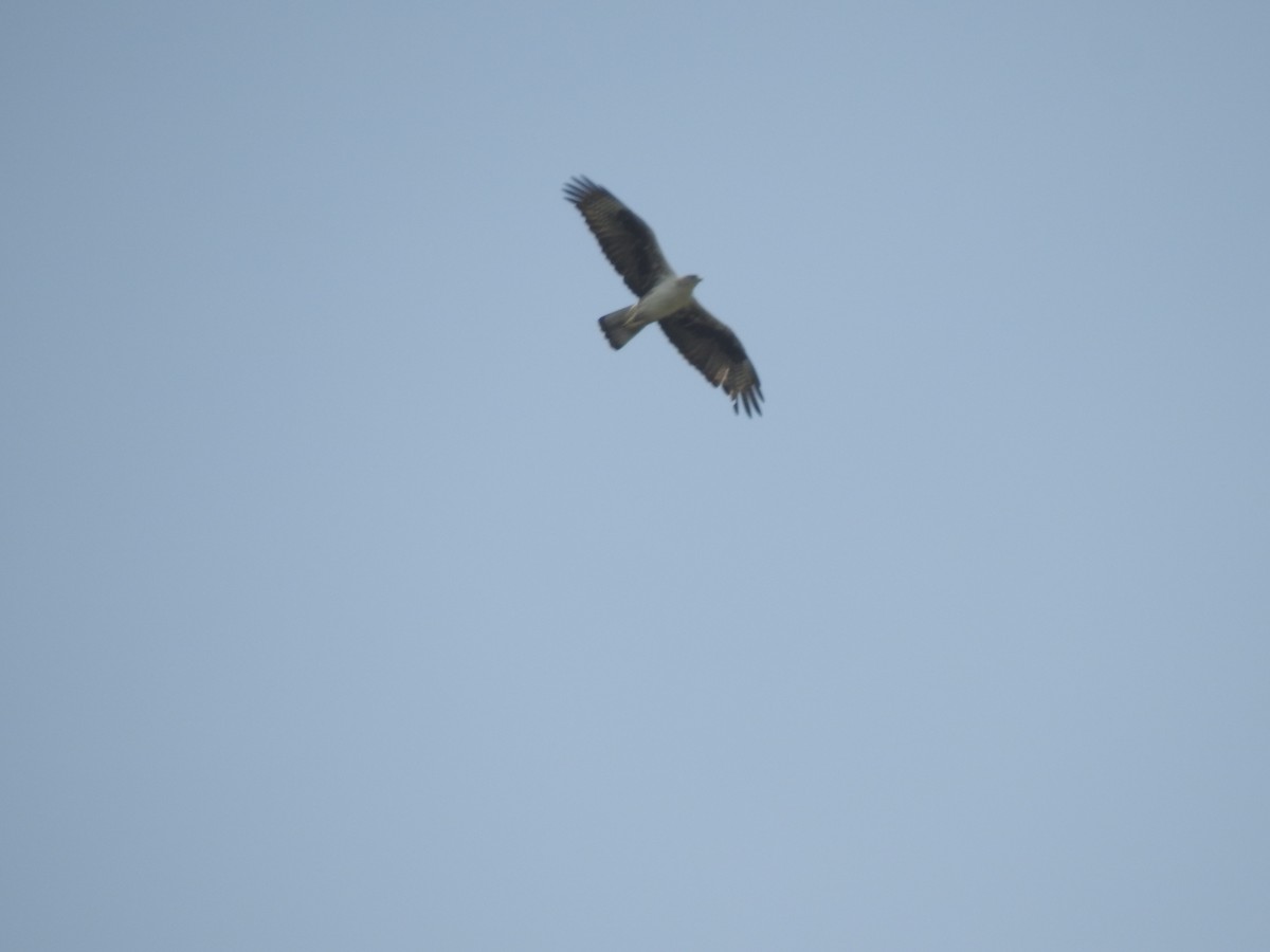 orel jestřábí - ML260790071