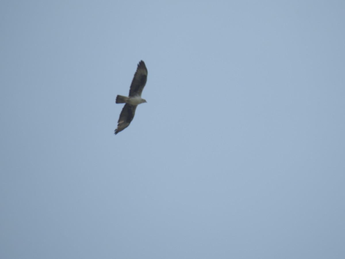 orel jestřábí - ML260790081