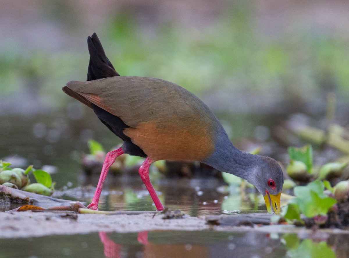 Gray-cowled Wood-Rail - ML260792891