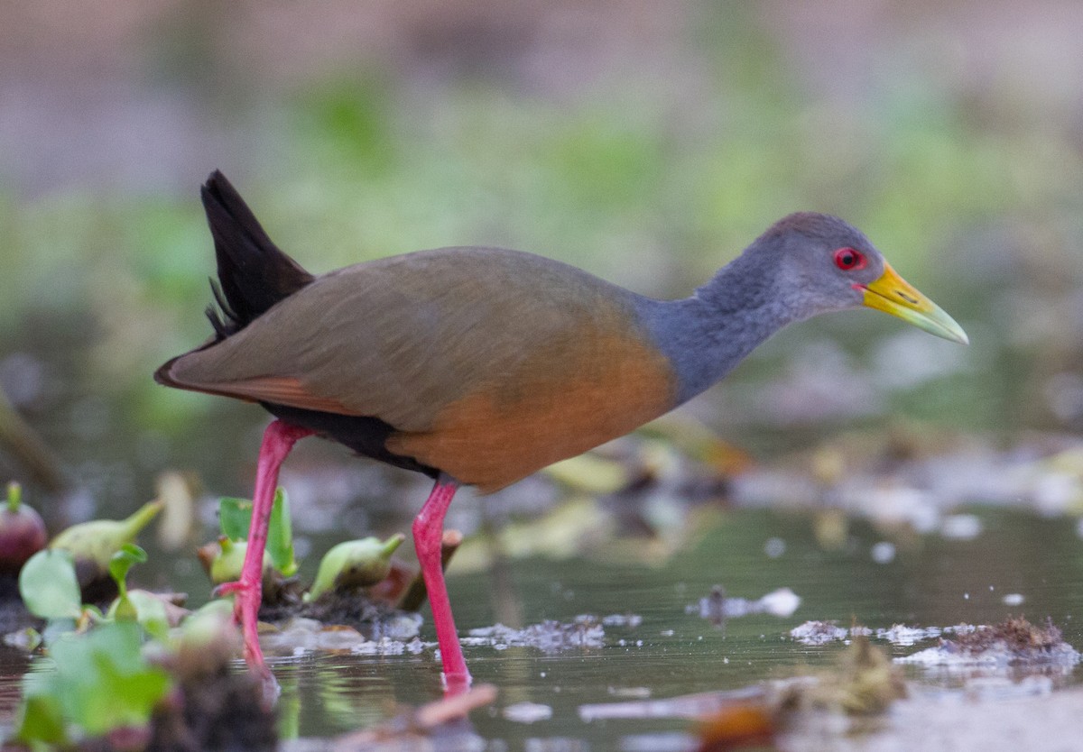 Gray-cowled Wood-Rail - ML260793201