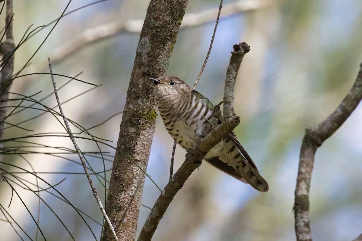 Shining Bronze-Cuckoo - ML260793831