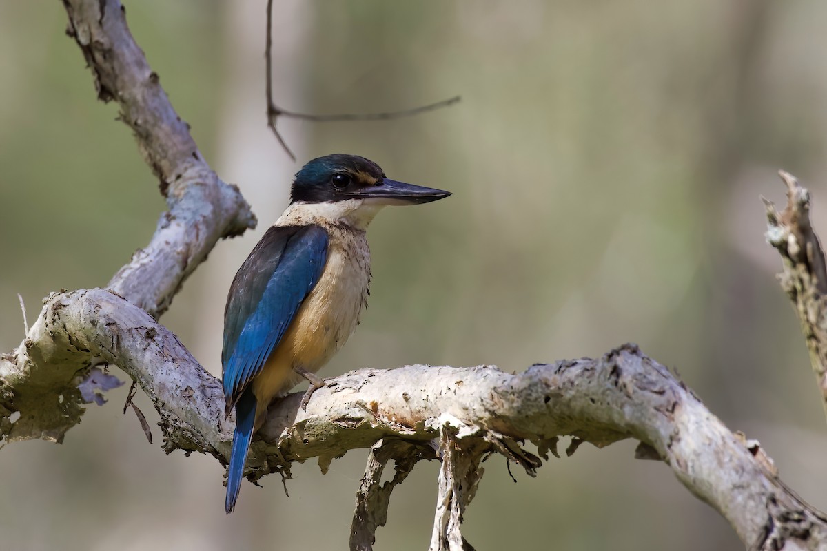 Sacred Kingfisher - Dennis Devers