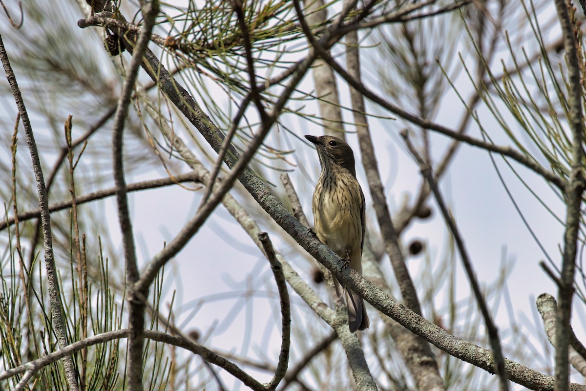 Rufous Whistler - Dennis Devers