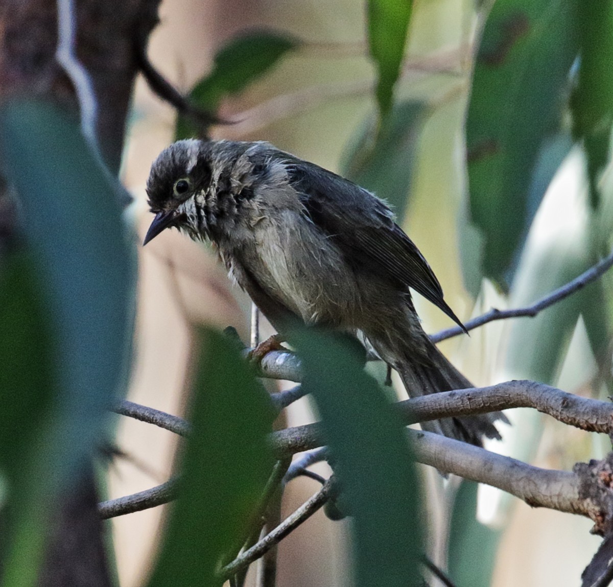 Brown-headed Honeyeater - ML260796041