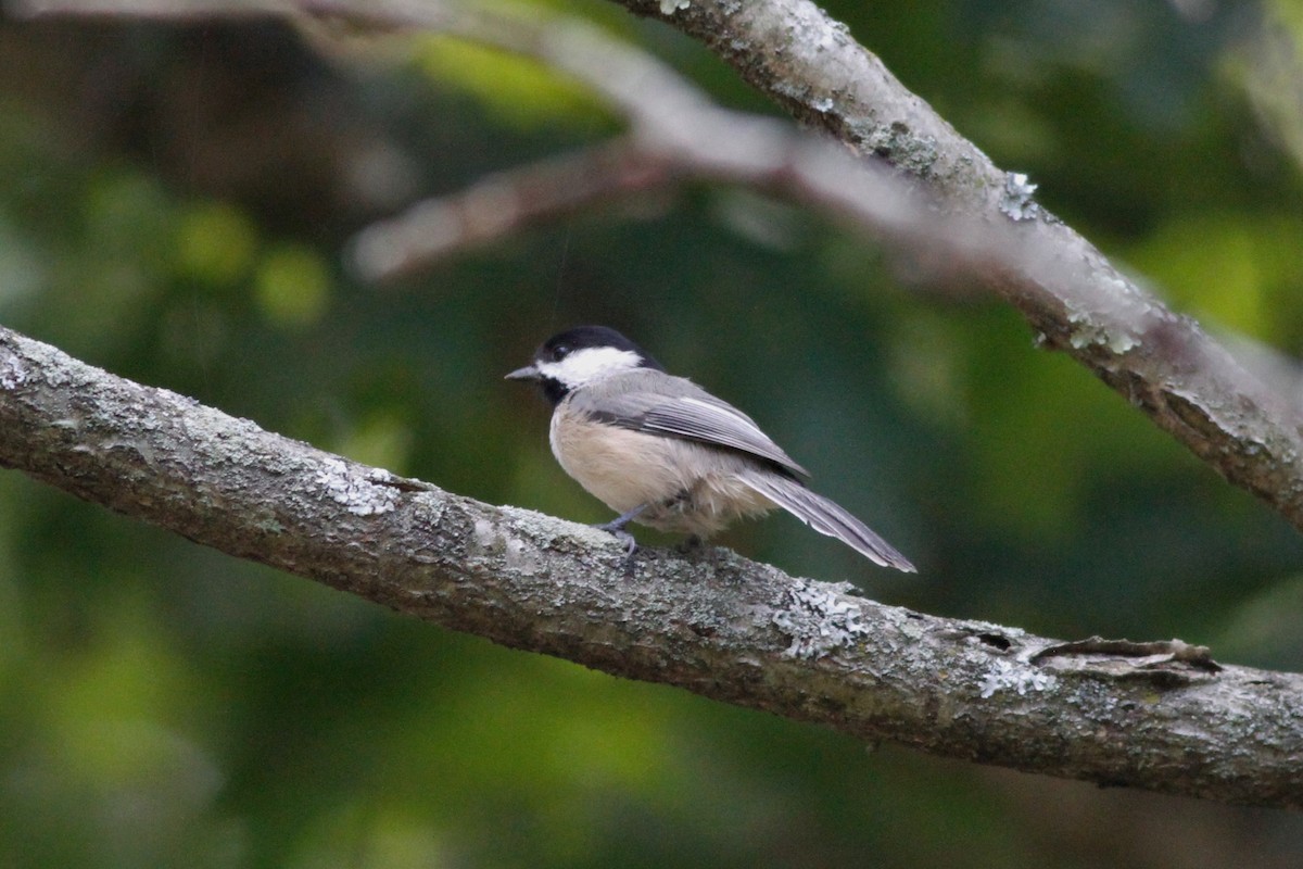 Carolina Chickadee - ML260797761