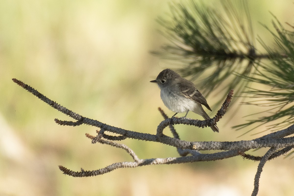 Hammond's Flycatcher - ML260798621