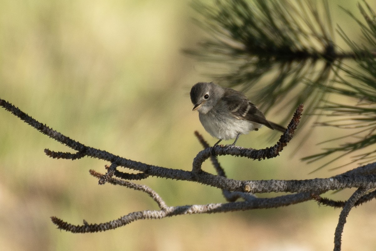 Hammond's Flycatcher - ML260798671