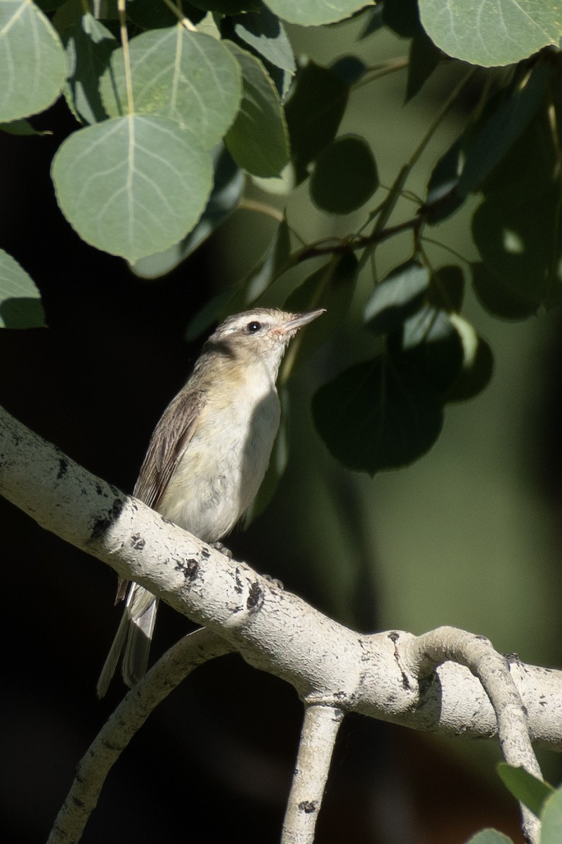 Warbling Vireo - ML260799041