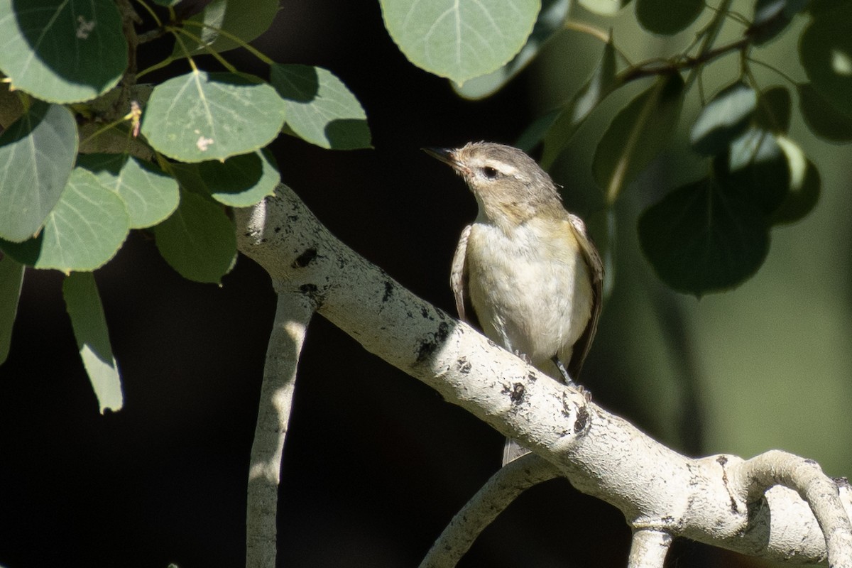 Ötücü Vireo - ML260799051