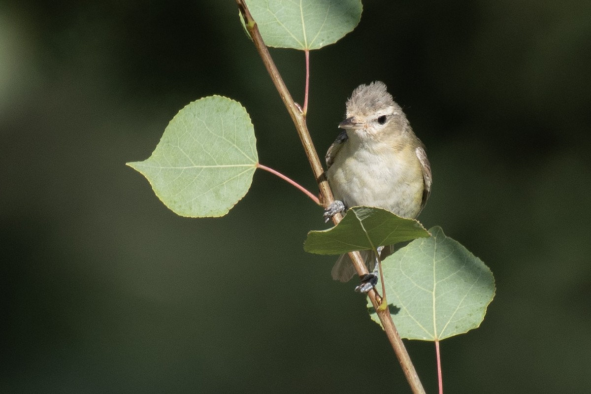 Warbling Vireo - Neil Rucker