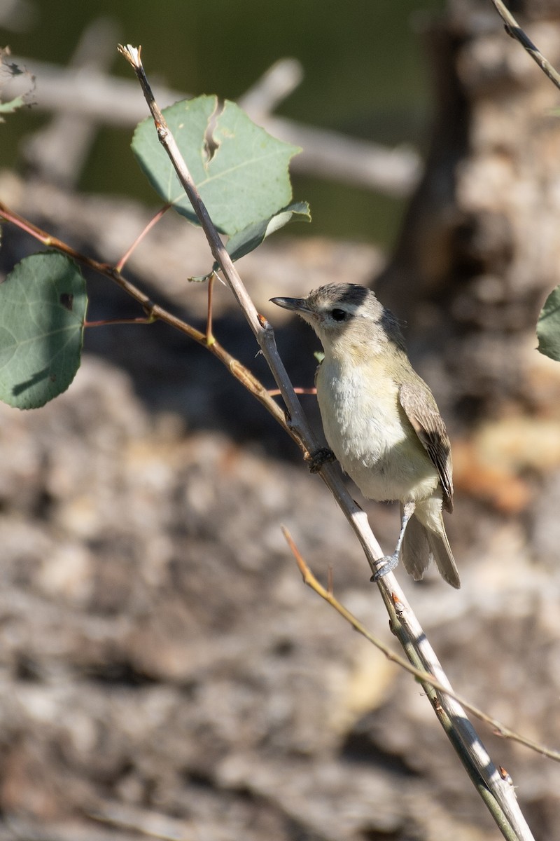 Ötücü Vireo - ML260799081