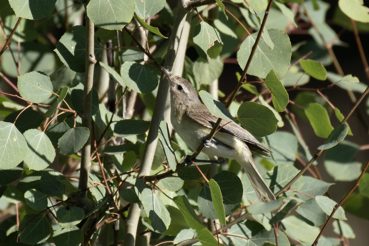 Warbling Vireo - Neil Rucker