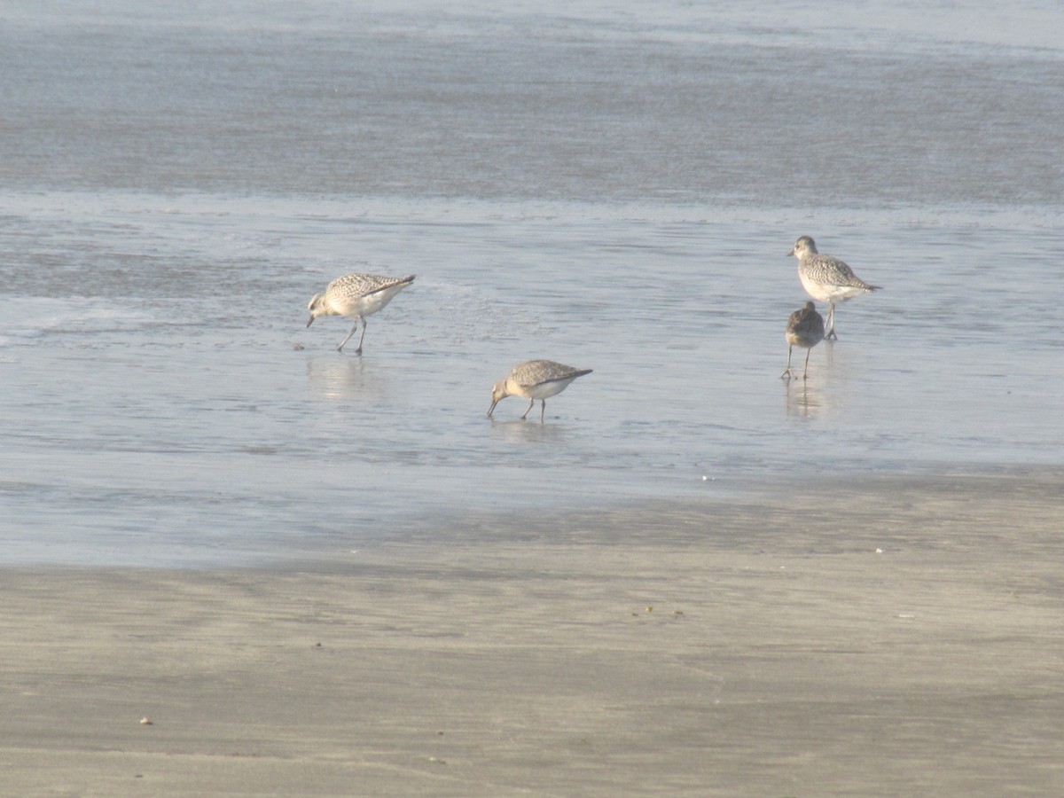 Red Knot - Adrian Hinkle