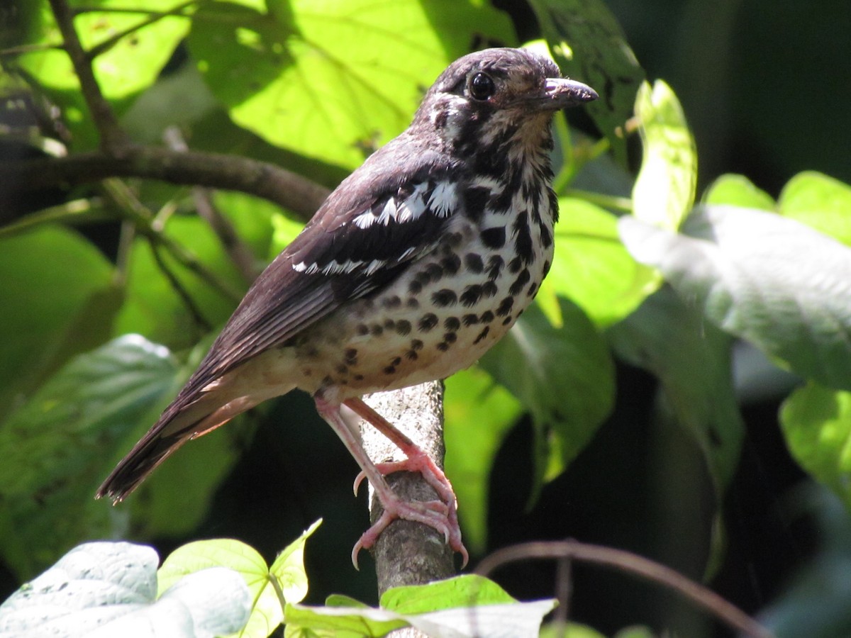 Ashy Thrush - ML260801321