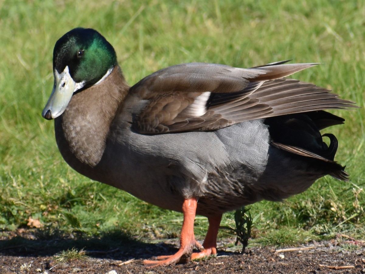 Mallard (Domestic type) - Archie Brennan