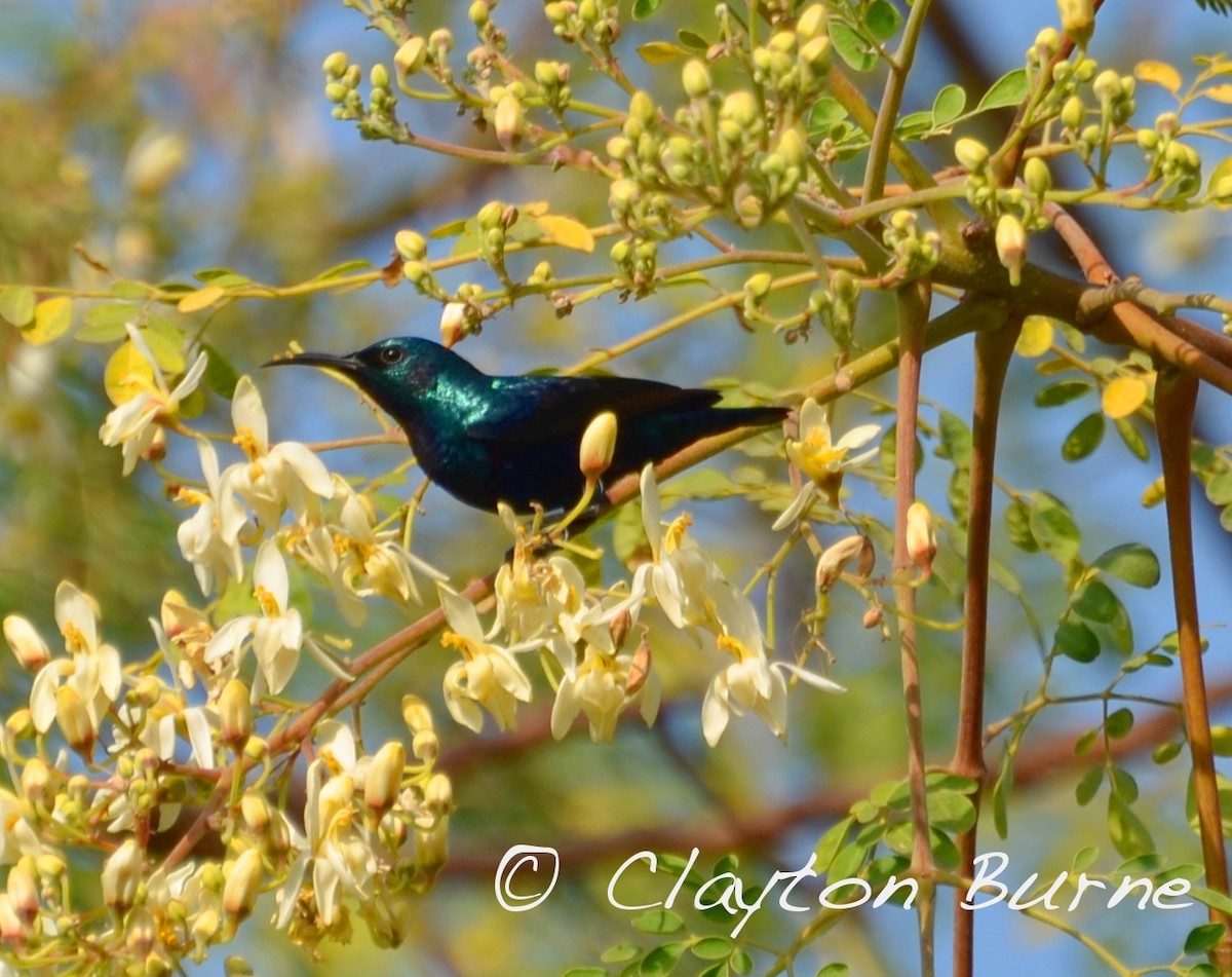 Purple Sunbird - ML260803591