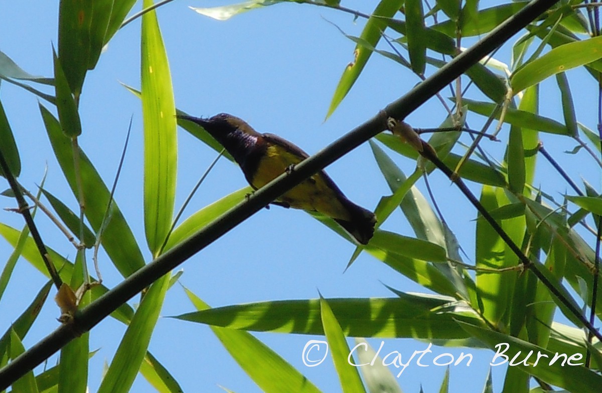 Purple-rumped Sunbird - ML260803611