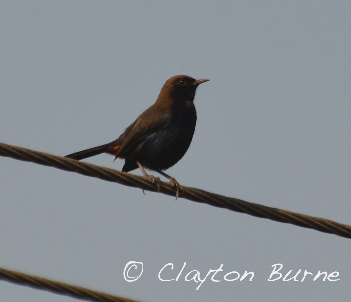 Indian Robin - ML260803621